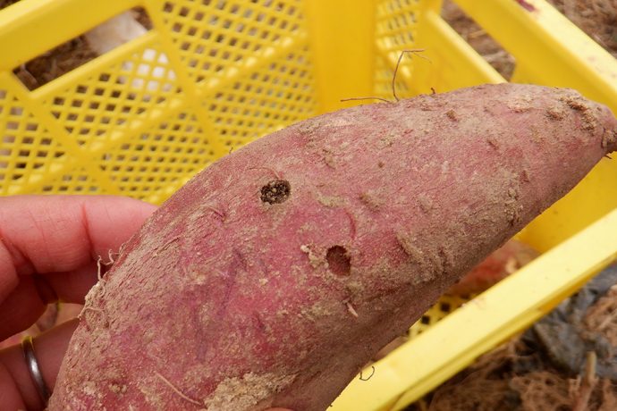 【フレンドリータウン田川市】「規格外サツマイモ」 限定販売のお知らせ